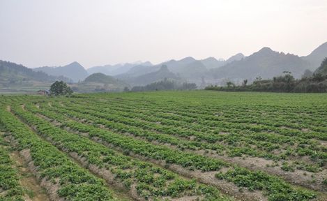   御麒集团共同大力发展中医药研发研制